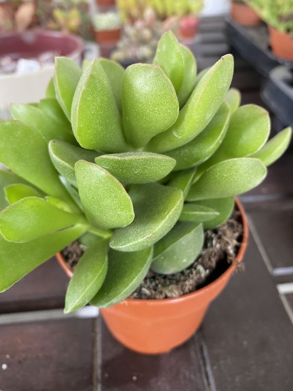 Una foto de Adromischus diabolicus  