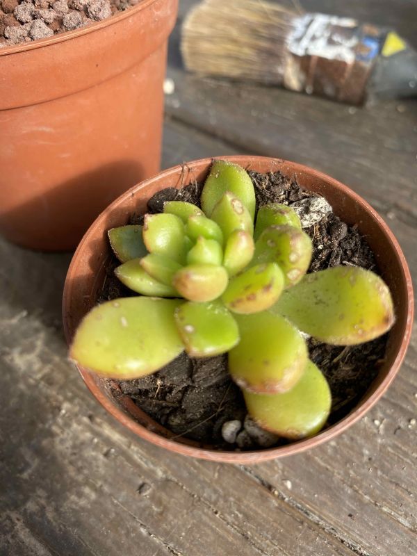 Foto de un cactus que se está identificando actualmente