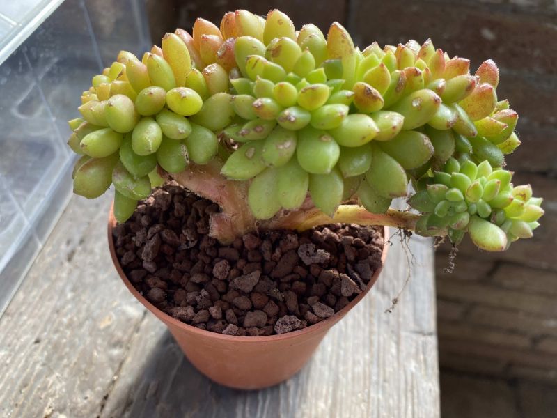 Foto de un cactus que se está identificando actualmente