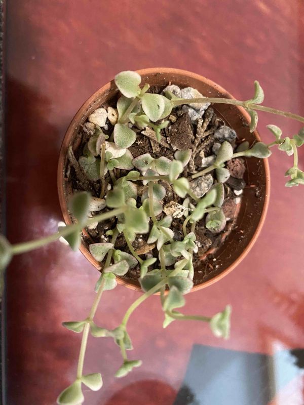Una foto de Crassula pellucida ssp. marginalis fma. variegada