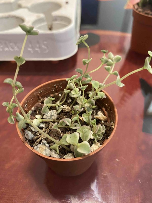 A photo of Crassula pellucida ssp. marginalis fma. variegada