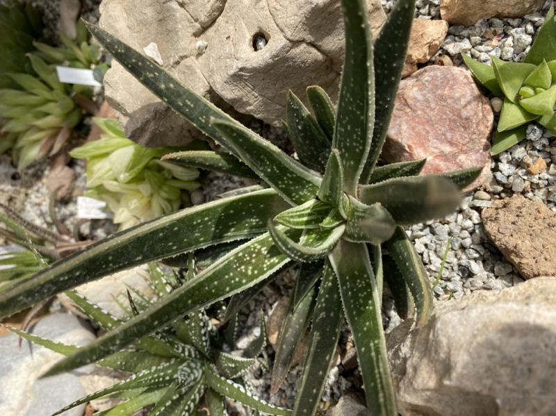 Photo of a cactus currently being identified