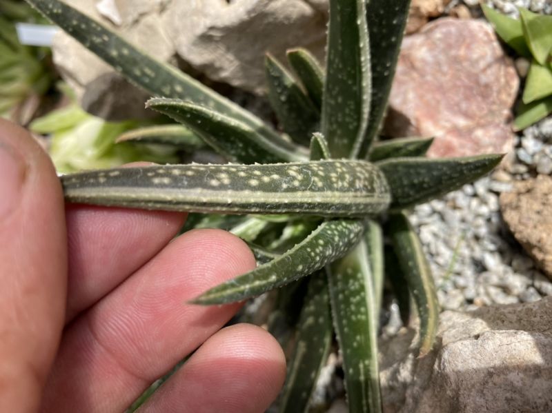 Photo of a cactus currently being identified