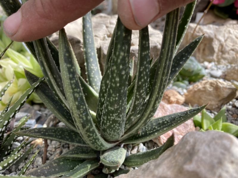 Photo of a cactus currently being identified