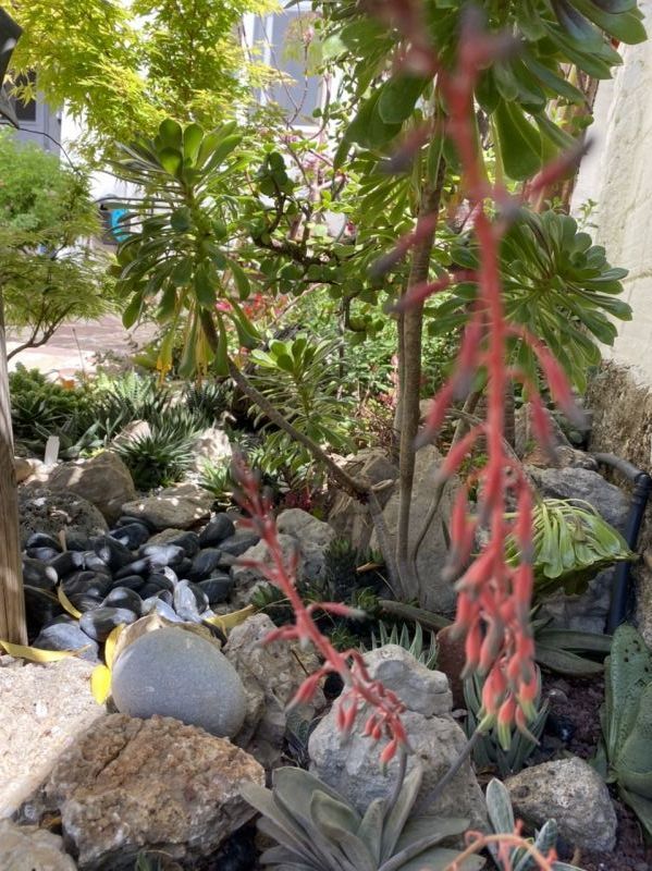 Foto de un cactus que se está identificando actualmente