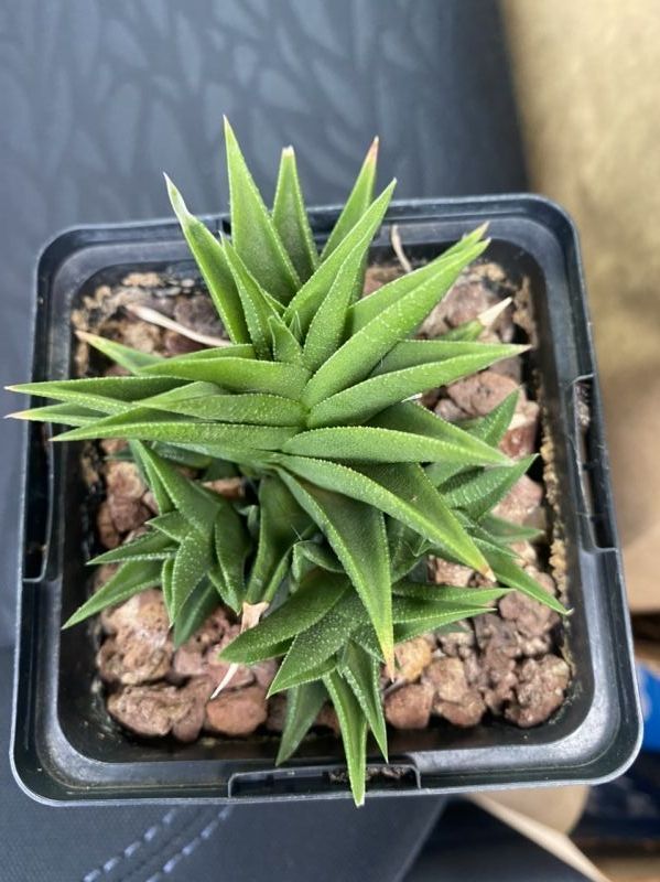 Photo of a cactus currently being identified