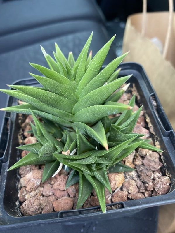 Photo of a cactus currently being identified