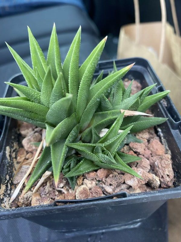 Photo of a cactus currently being identified