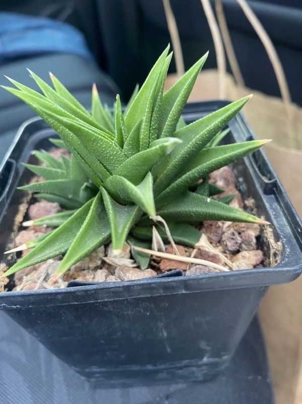 Photo of a cactus currently being identified