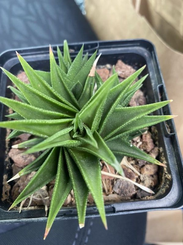 Photo of a cactus currently being identified