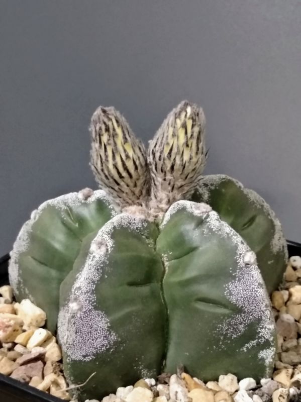 Una foto de Astrophytum myriostigma cv. Kikko Ginsha