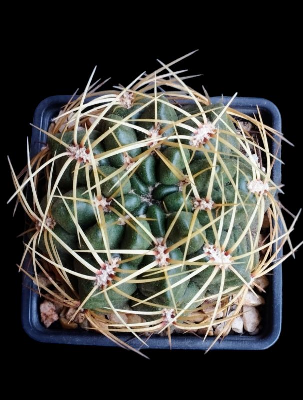 A photo of Gymnocalycium monvillei