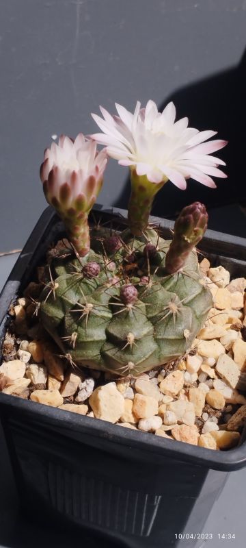 A photo of Gymnocalycium anisitsii ssp. damsii