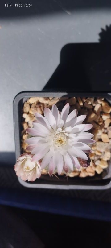 A photo of Gymnocalycium anisitsii ssp. damsii