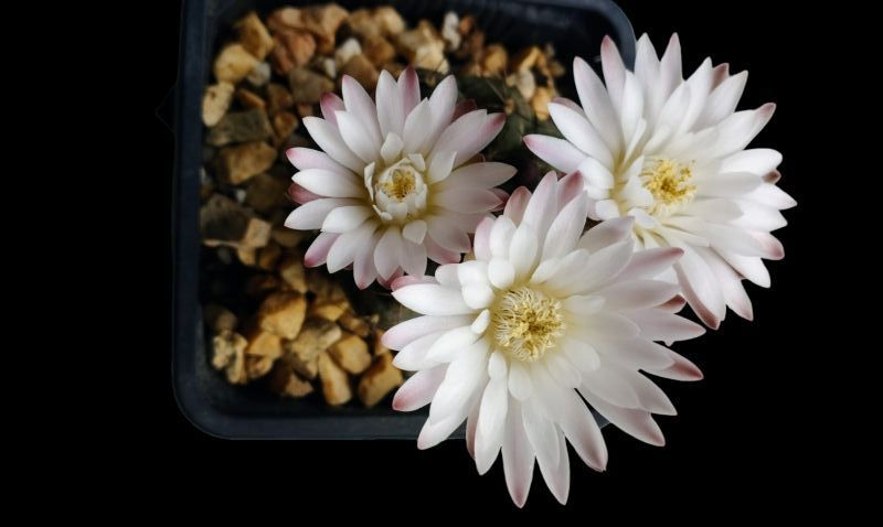 A photo of Gymnocalycium anisitsii ssp. damsii