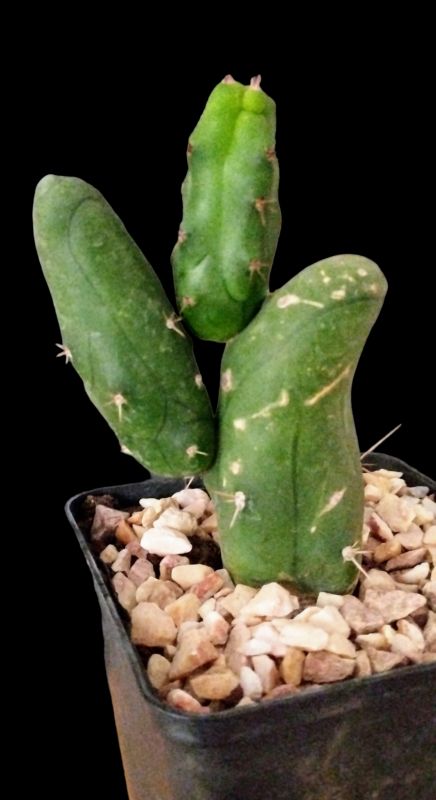 A photo of Echinopsis lageniformis fma. mostruosa