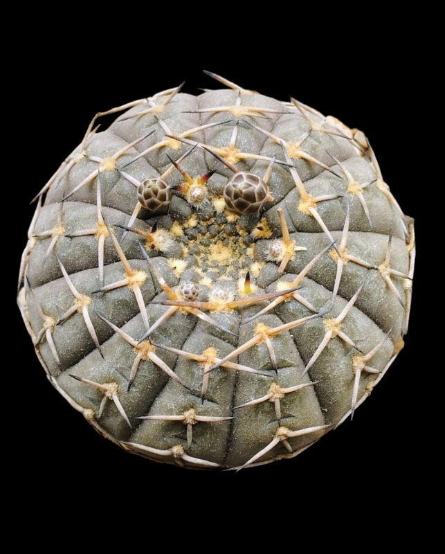 A photo of Gymnocalycium bodenbenderianum