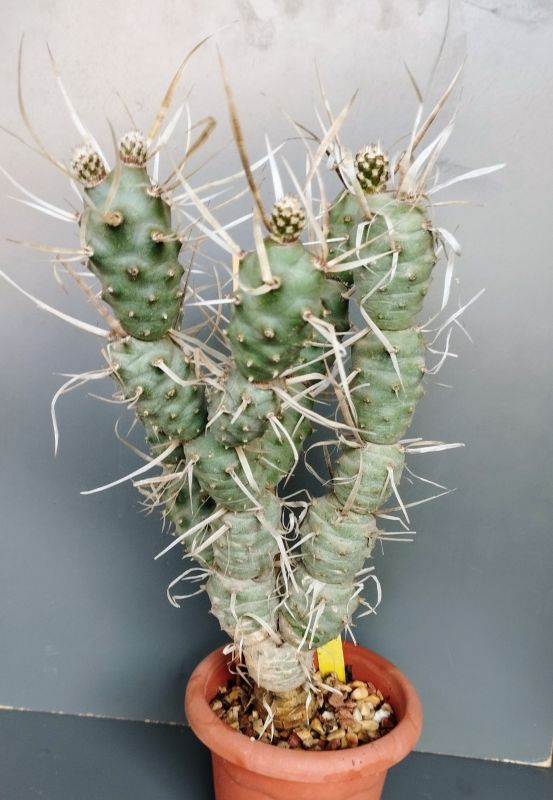 Una foto de Tephrocactus articulatus fma. papyracanthus