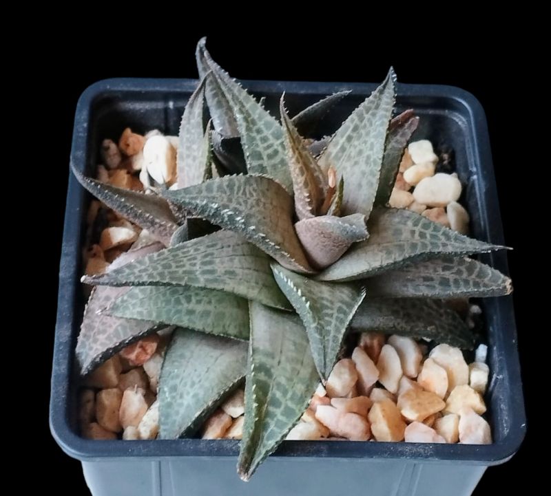 Una foto de Haworthia venosa subsp. tessellata