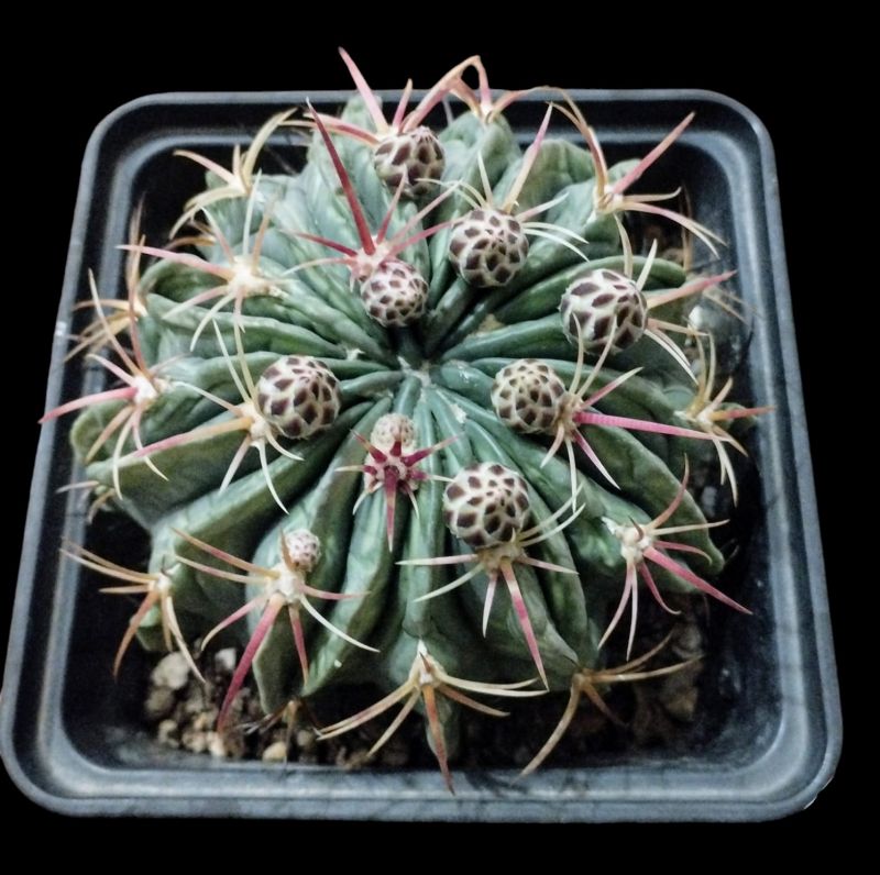 Foto de un cactus que se está identificando actualmente