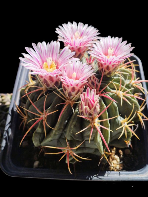 Foto de un cactus que se está identificando actualmente