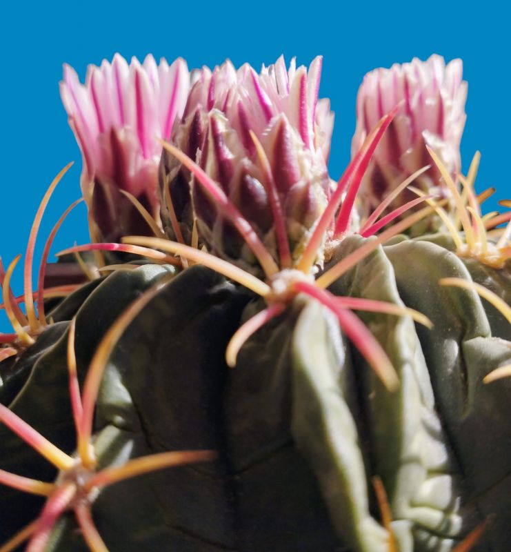 Foto de un cactus que se está identificando actualmente