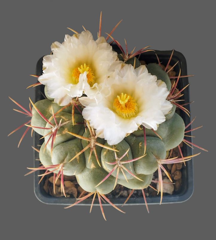 A photo of Thelocactus hexaedrophorus