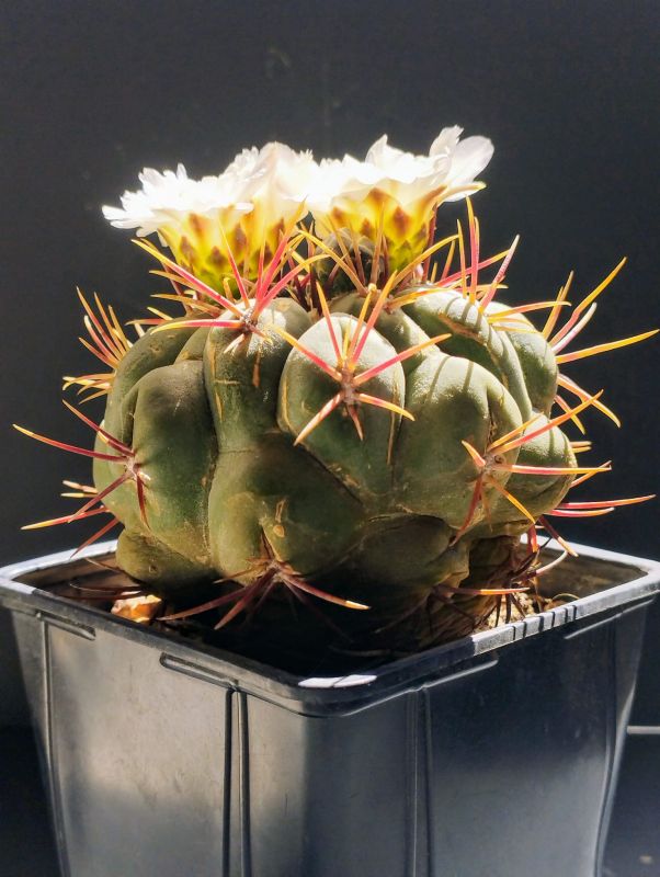 A photo of Thelocactus hexaedrophorus