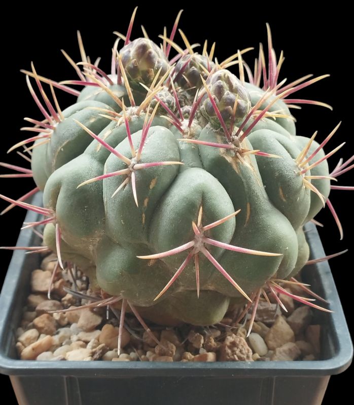A photo of Thelocactus hexaedrophorus