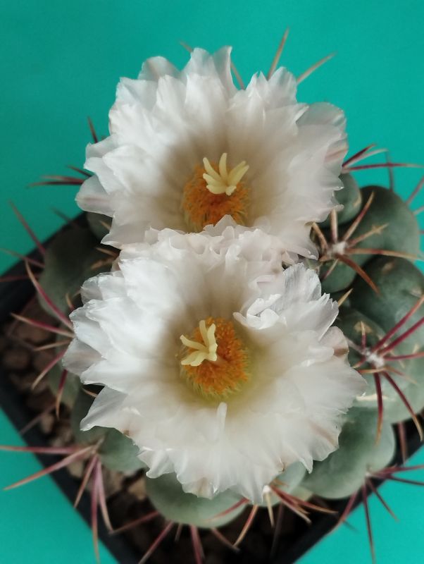 A photo of Thelocactus hexaedrophorus