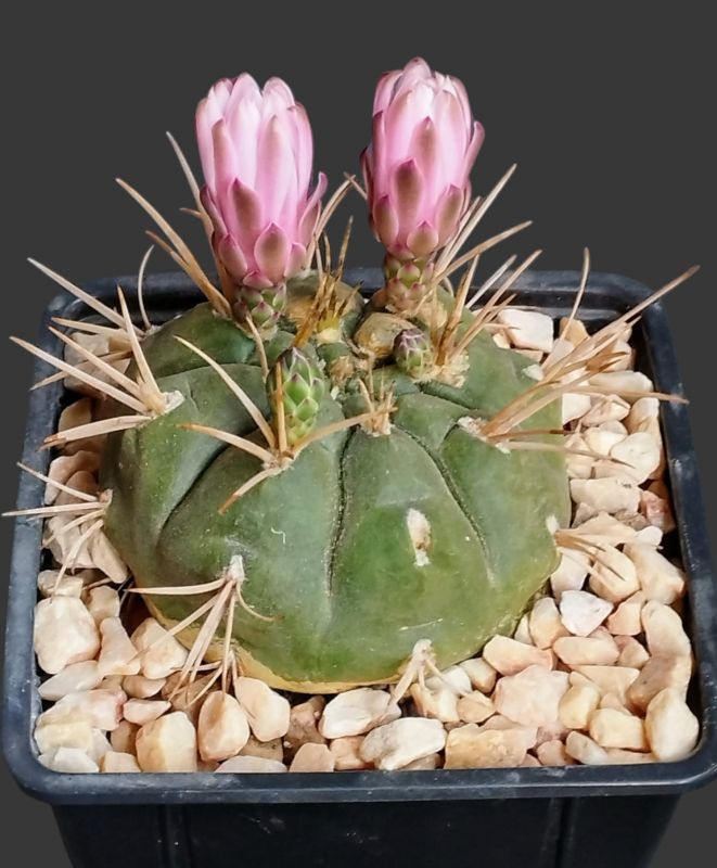 A photo of Gymnocalycium eurypleurum