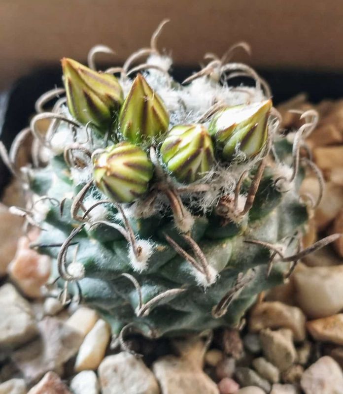 Photo of a cactus currently being identified