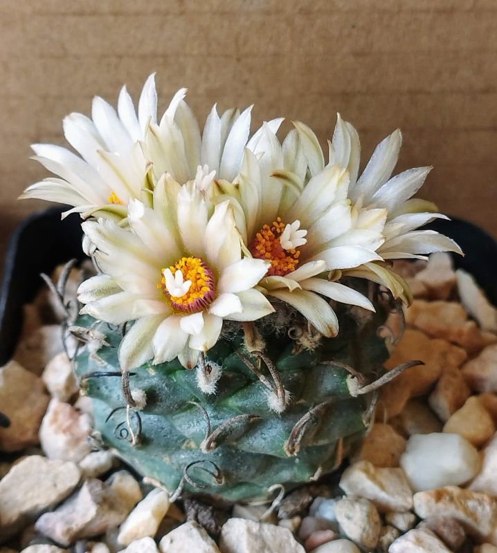 Photo of a cactus currently being identified