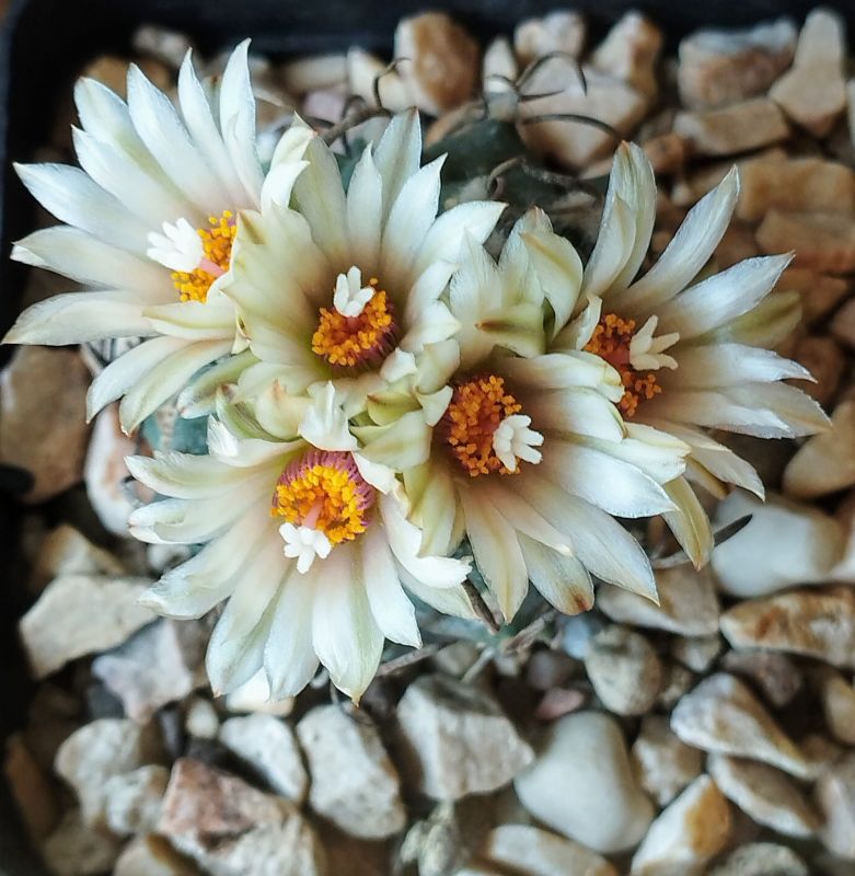 Photo of a cactus currently being identified