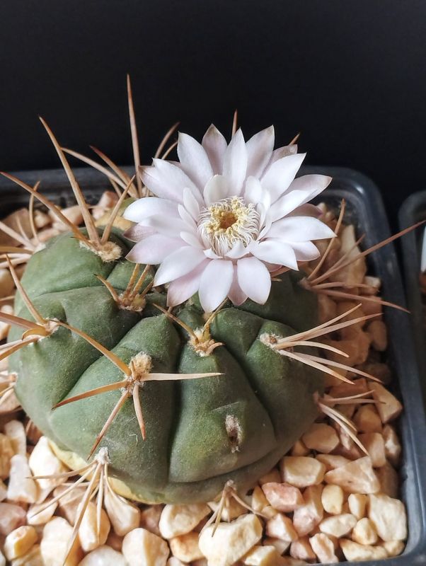 A photo of Gymnocalycium eurypleurum