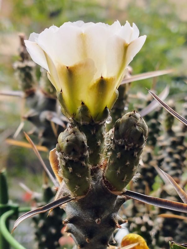 Una foto de Tephrocactus articulatus fma. papyracanthus