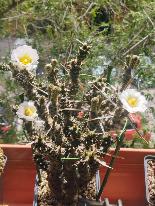 Una foto de Tephrocactus articulatus fma. papyracanthus