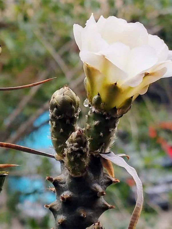 Una foto de Tephrocactus articulatus fma. papyracanthus