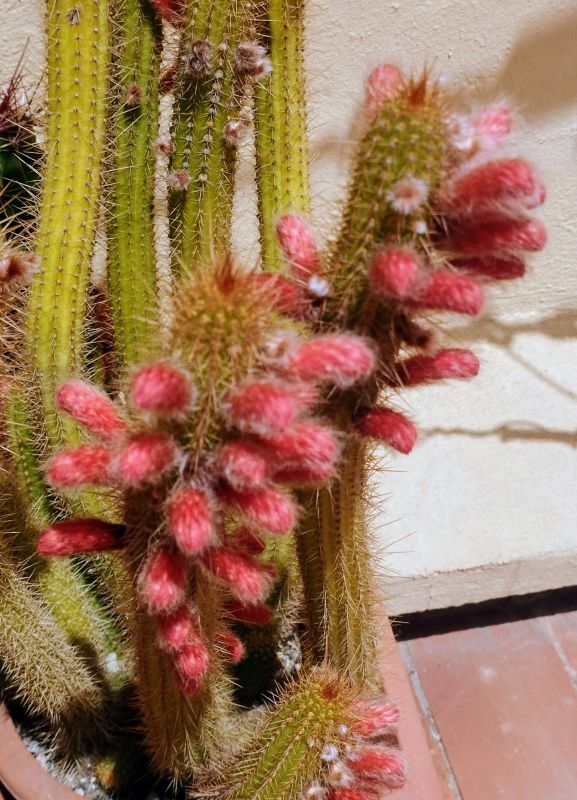 Photo of a cactus currently being identified