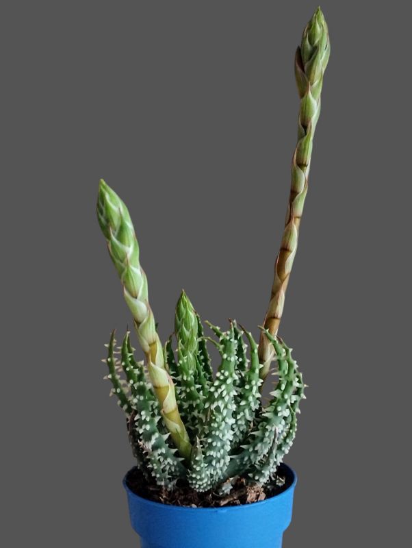 A photo of Aloe humilis  