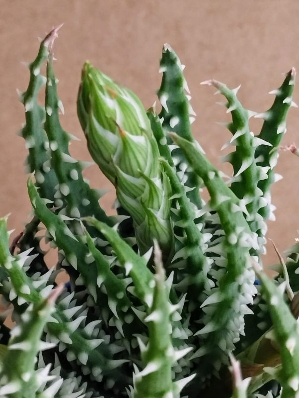 A photo of Aloe humilis  