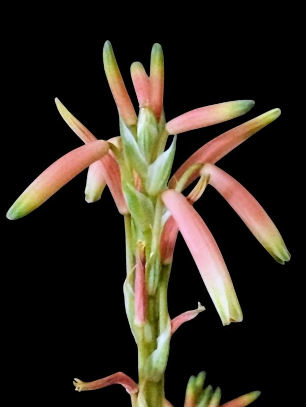 A photo of Aloe humilis  