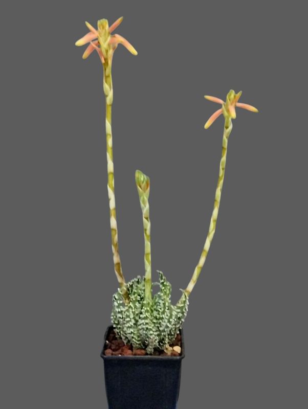 A photo of Aloe humilis  