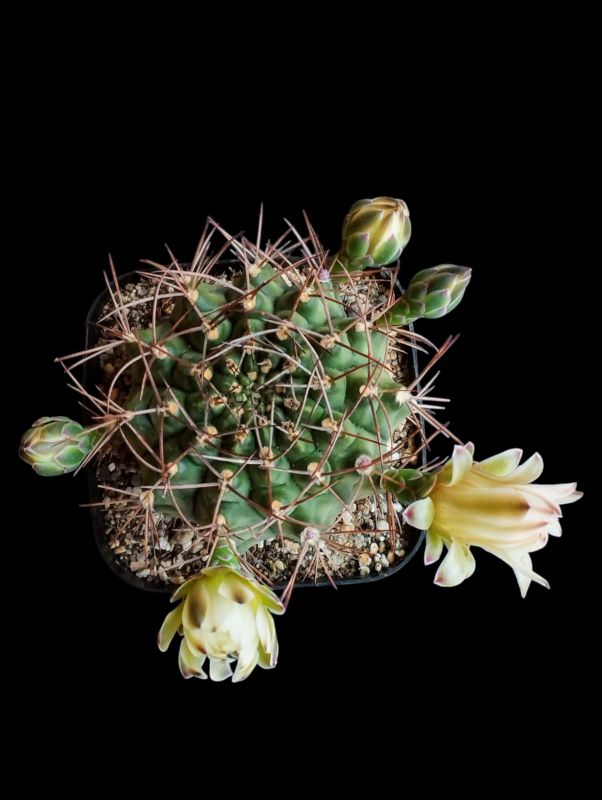 Una foto de Gymnocalycium schickendantzii