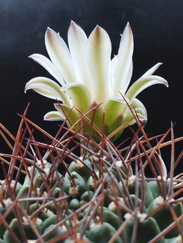 Una foto de Gymnocalycium schickendantzii