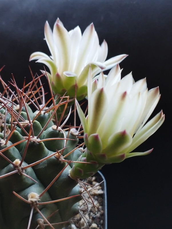 Una foto de Gymnocalycium schickendantzii