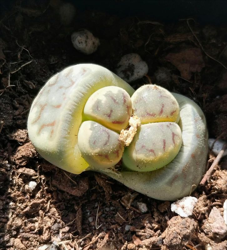 Photo of a cactus currently being identified