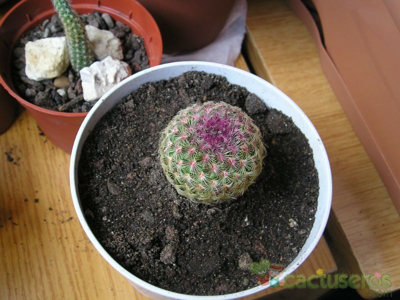 Una foto de Echinocereus rigidissimus