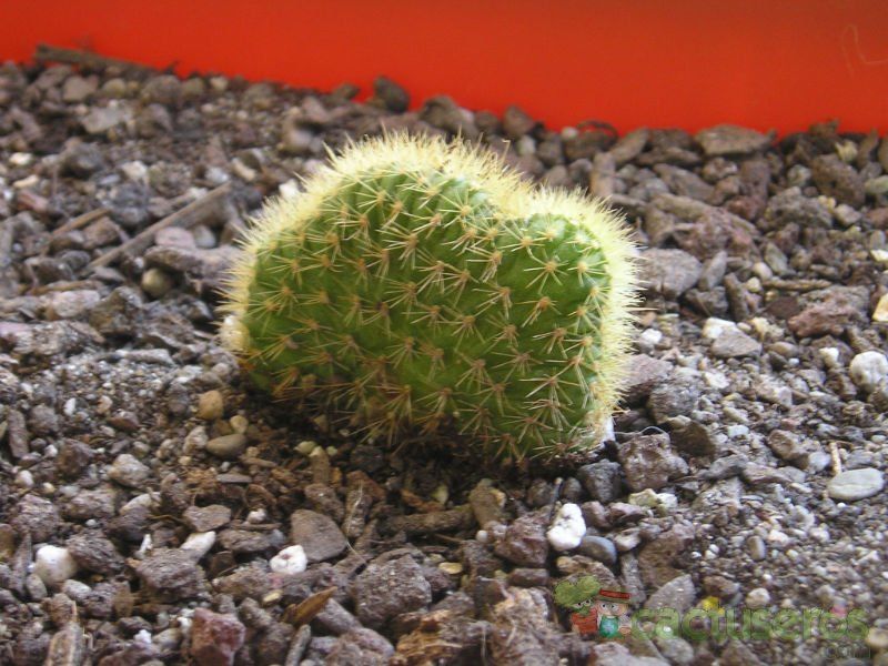 Una foto de Cleistocactus winteri f. crestada