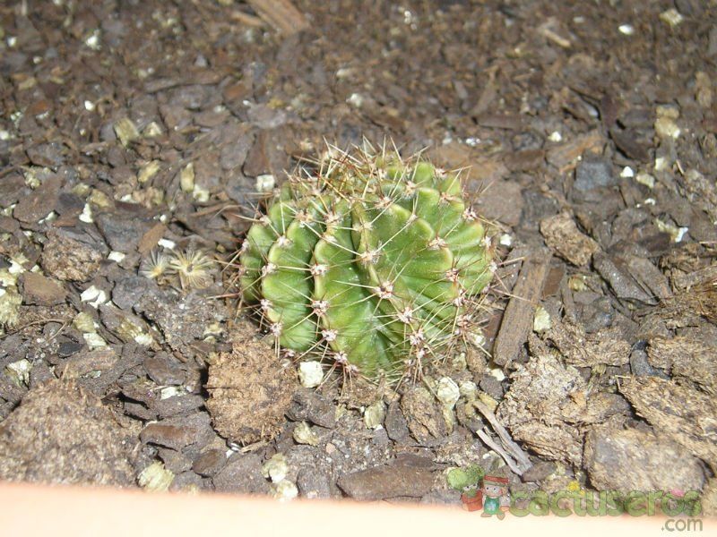 Una foto de Echinopsis rhodotricha